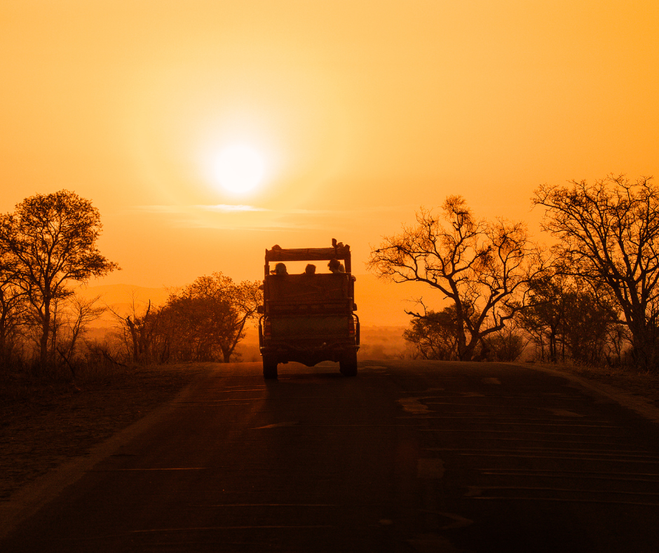 Leone nelle pianure del Serengeti